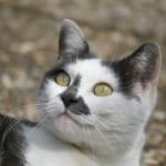 Katze, Tier,