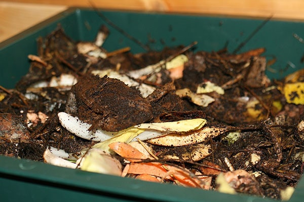 Kompostwurm, Würmer