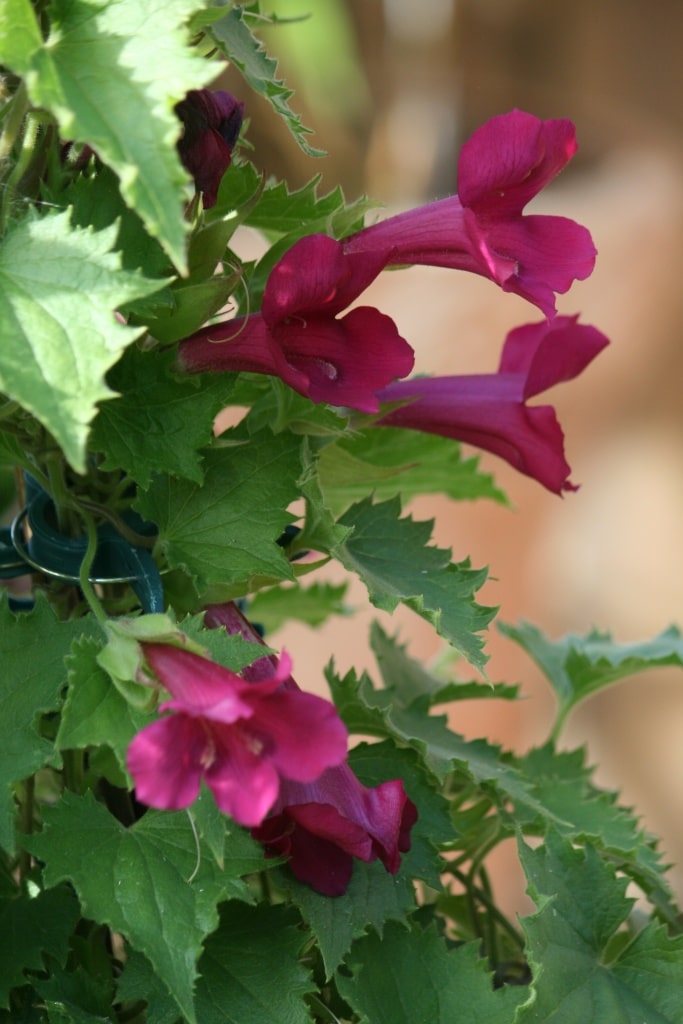 Asarina scandens, Kletterndes Löwenmäulchen, Löwenmaul, Kletterpflanze, Gartenzeitung.com