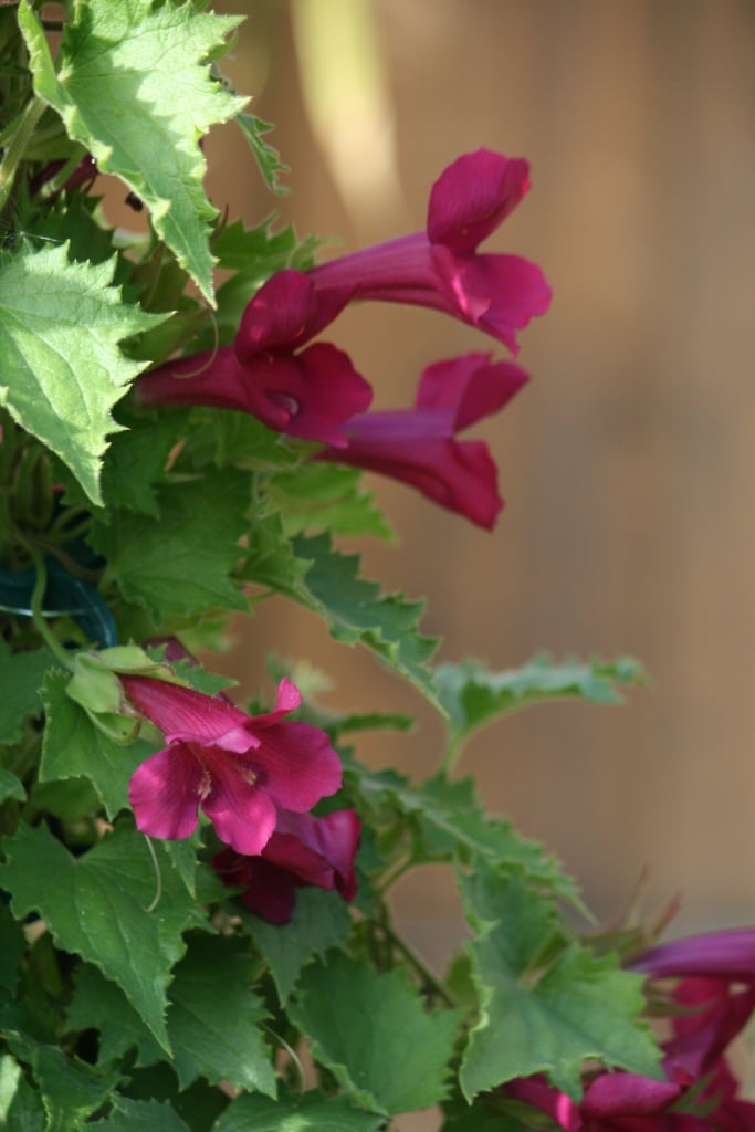 Asarina scandens, Kletterndes Löwenmäulchen, Löwenmaul, Kletterpflanze, Gartenzeitung.com