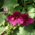 Asarina scandens, Kletterndes Löwenmäulchen, Löwenmaul, Kletterpflanze, Gartenzeitung.com