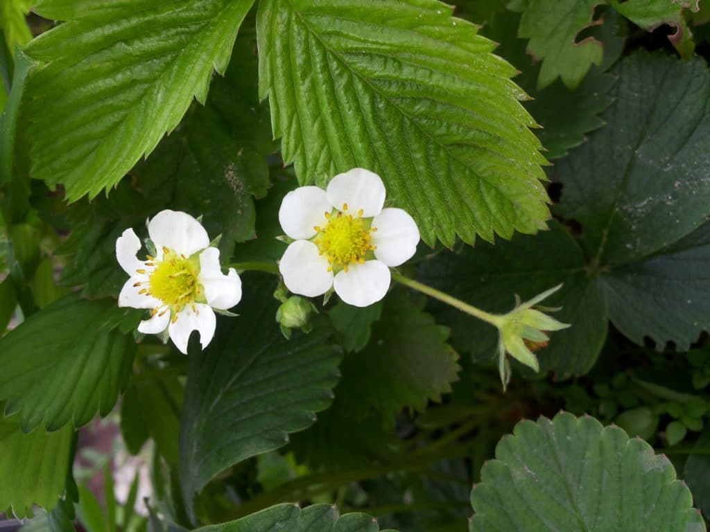 Erdbeerblüten, Erdbeere