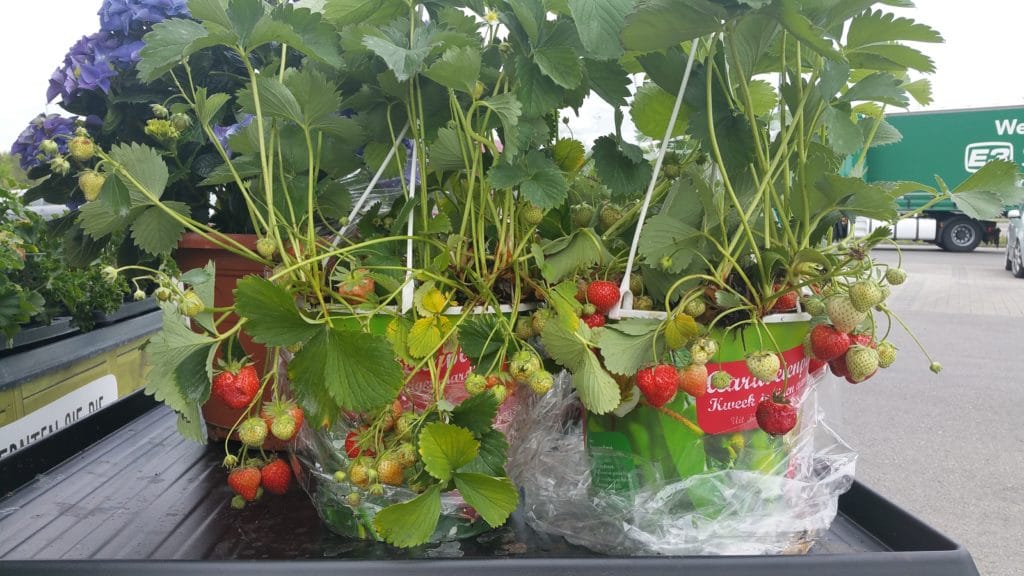 Erdbeeren im Topf, Naschgarten