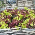 Salat, Pflücksalat im Topf
