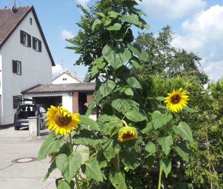 Sonnenblumen im Riesenformat