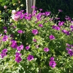 Storchenschnabel, pink, Blume, Gartenzeitung.com