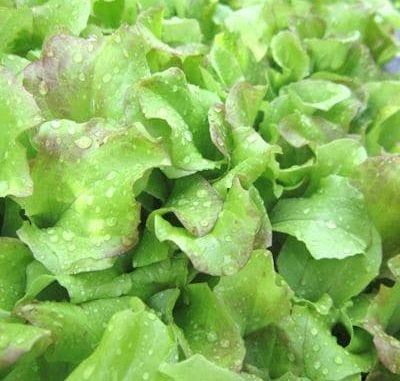 pfluecksalat Pflücksalat