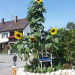 Riesen-Sonnenblumen für den Garten