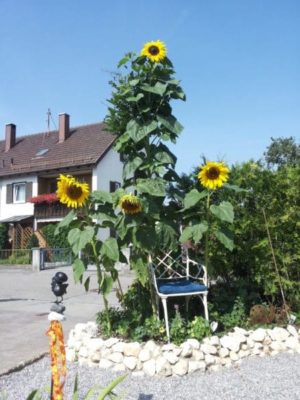 Riesen-Sonnenblumen für den Garten