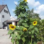 Sonnenblumen im Riesenformat