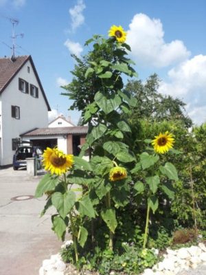 Sonnenblumen im Riesenformat
