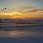 Zugvögel
