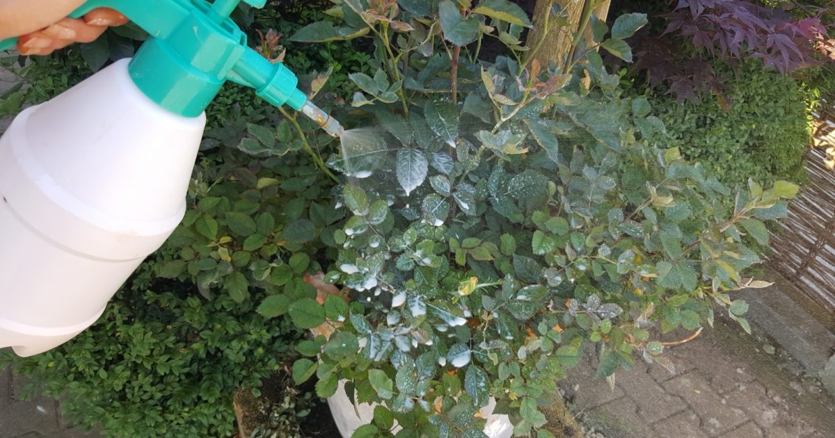 Teil 2: Hausmittel und chemische Mittel gegen Blattläuse - Gartenzeitung.com