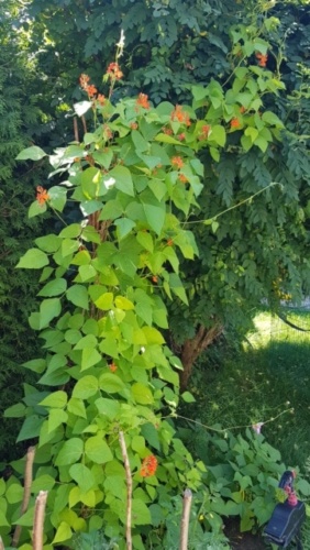 Feuerbohne, Prunkbohne, Bohne, Bohnen, Gartenzeitung.com