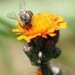 Biene sammelt Honig auf einer Blumenblüte