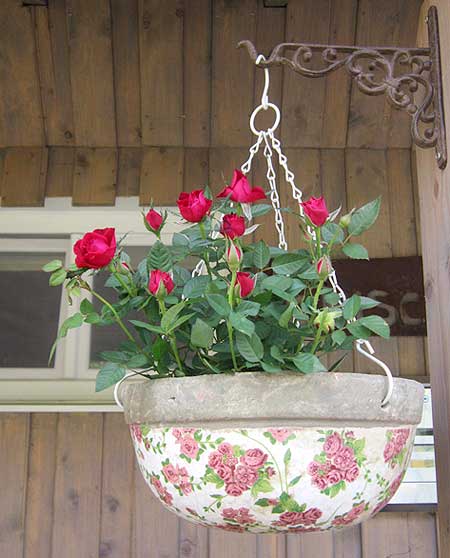 blumenampelrose