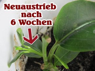 Dipladenie vermehren