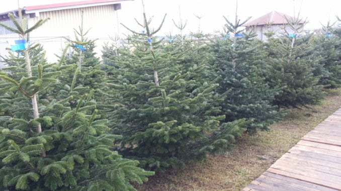 Weihnachtsbaum, Christbaum kaufen