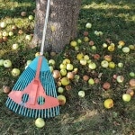 Äpfel, Apfelernte, Apfel, entsaften,Gartenzeitung.com