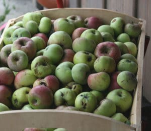 Äpfel lange lagern