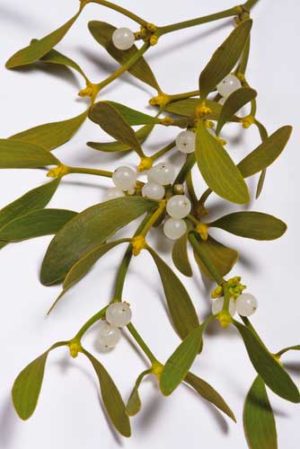 Mistelzweig und Mistelbeeren