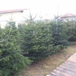 Weihnachtsbaum, Christbaum kaufen