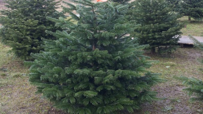 Weihnachtsbaum, Christbaum auspflanzen