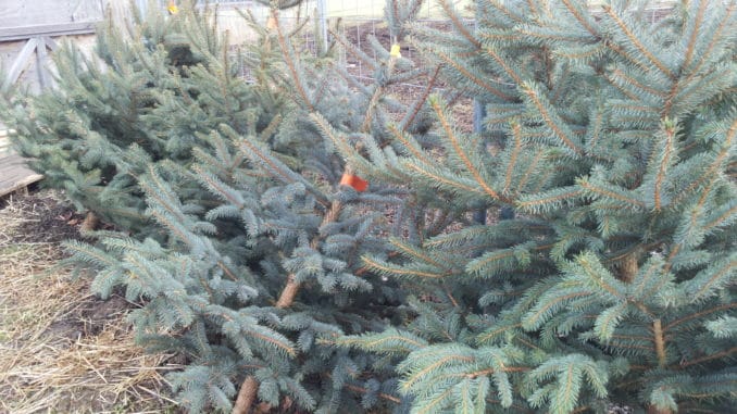 Weihnachtsbaum, Christbaum