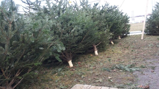 Weihnachtsbaum, Christbaum
