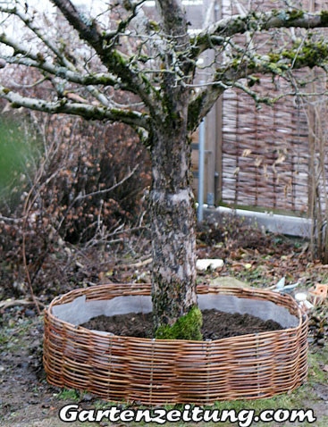 Baum mit einem Weidenzaun umflechten, Gartenzeitung.com