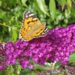 Schmetterling Flieder