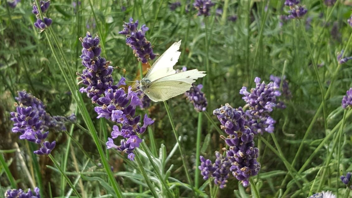 Schmetterling sitzt auf Lavendel