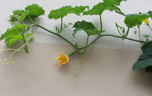 Zucchini als Kletterpflanze Zucchini als Kletterpflanze