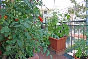 Balkongarten