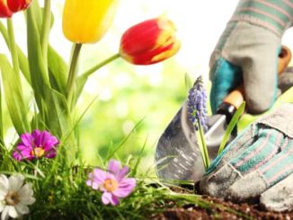 Frühling Garten