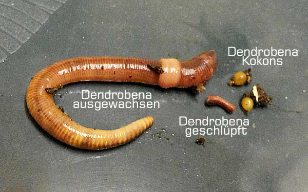 Entwicklung der Dendrobena-Würmer