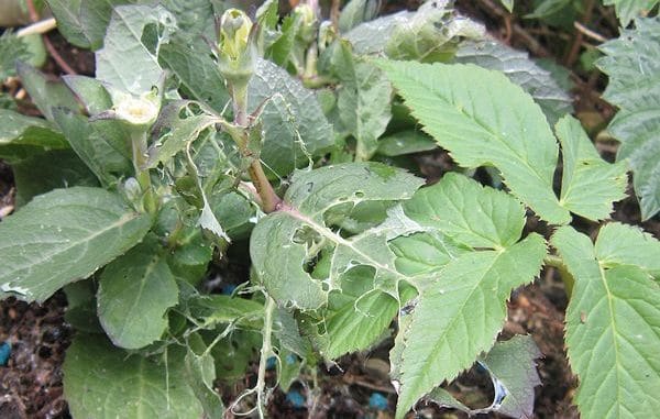 Frassschäden an Pflanzen aufgrund Schnecken