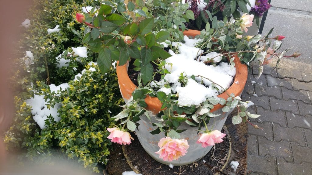 Rosen, Topfrosen benötigen unbedingt Winterschutz.