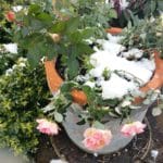 Rosen, Topfrosen benötigen unbedingt Winterschutz.