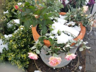 Rosen, Topfrosen benötigen unbedingt Winterschutz.