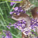 Schnecke auf Lavendel