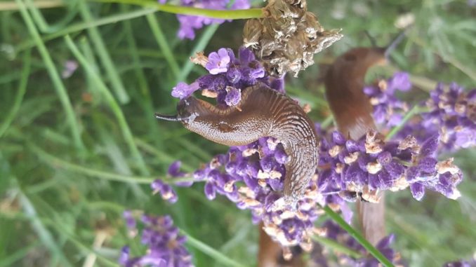 Schnecke auf Lavendel