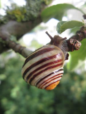Schnecke mit Haus