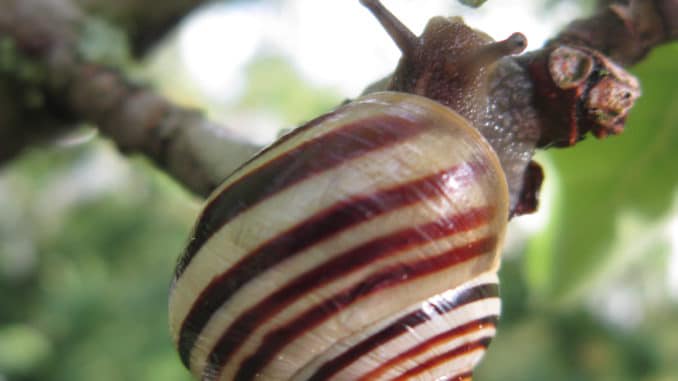 Schnecke mit Haus