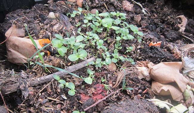 Sonnenblumen keimen im Wurmhumus auf Sonnenblumen keimen im Wurmhumus auf