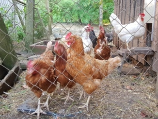 Huhn, Hühner, Tiere, Garten, Gartenzeitung.com
