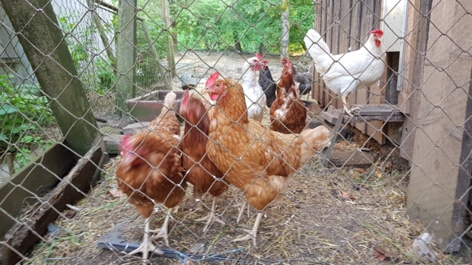 Huhn, Hühner, Tiere, Garten, Gartenzeitung.com