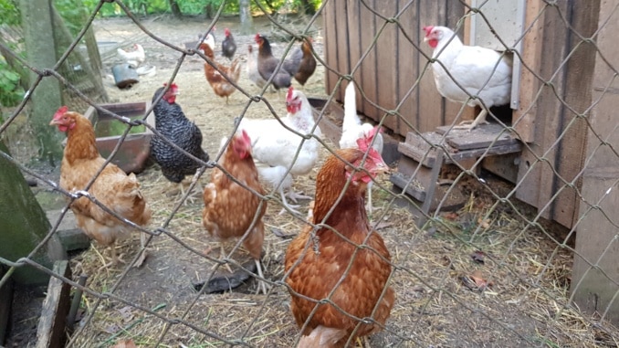 Huhn, Hühner, Tiere, Garten, Gartenzeitung.com