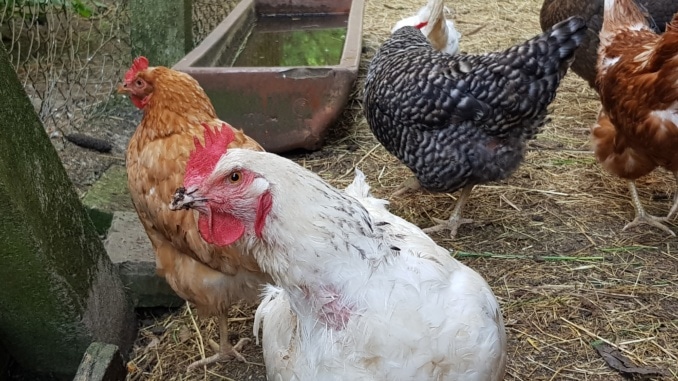 Huhn, Hühner, Tiere, Garten, Gartenzeitung.com