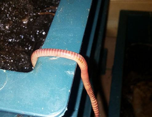 Dendrobena flieht aus dem Wurmkompost Dendrobena flieht aus dem Wurmkompost